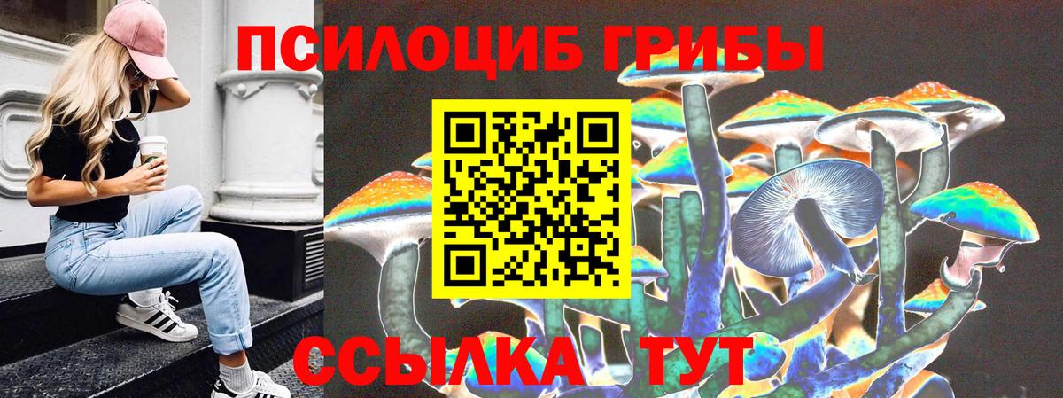 Псилоцибиновые грибы Psilocybe Горно-Алтайск